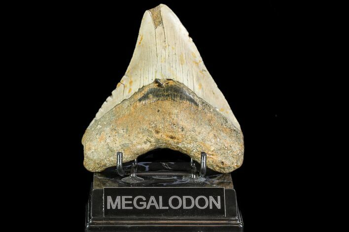 Bargain, Fossil Megalodon Tooth - North Carolina #108966